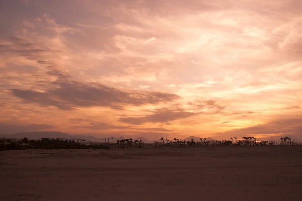 Puesta de sol en el desierto - Siluetas de palma —  Fotos de Stock