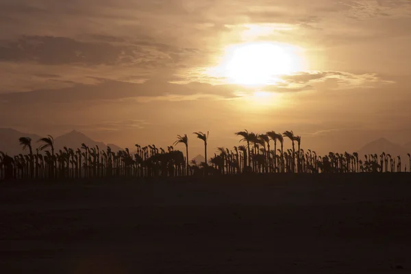 stock image Sunset in the desert - Palm Silhouettes