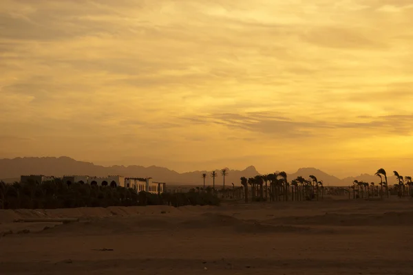 Zachód słońca na pustyni - sylwetki palm — Zdjęcie stockowe