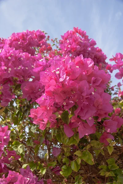 stock image Pink flowers on the bush at summer day