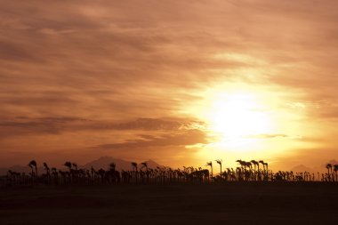 Sunset in the desert - Palm Silhouettes clipart