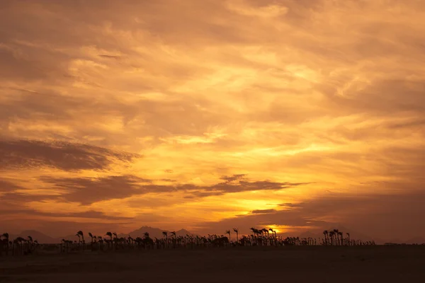 Solnedgång i öknen - palm silhuetter — Stockfoto