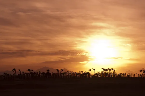 Sonnenuntergang in der Wüste - Palmensilhouetten — Stockfoto