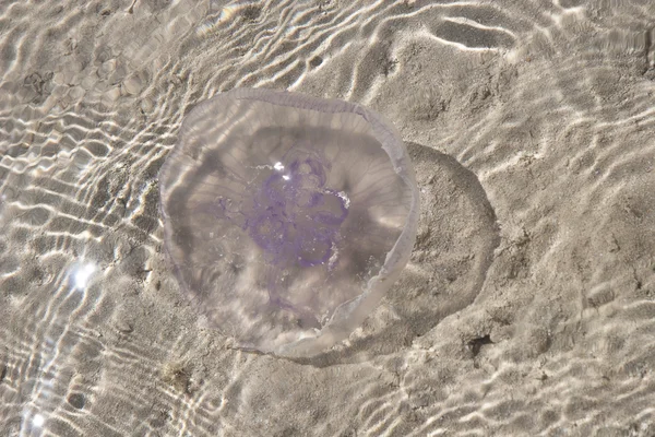 stock image Pink Jellyfish on the beach (in the water)