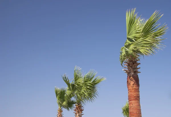 Zielone palmy — Zdjęcie stockowe