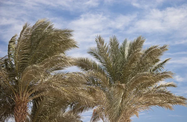 Afryki palmy w dzień jasny lato — Zdjęcie stockowe