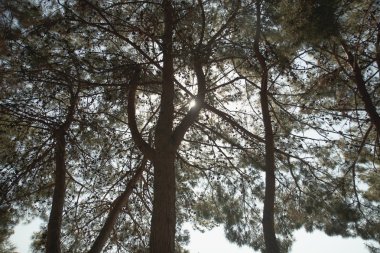 çam ağaçları üst dalları