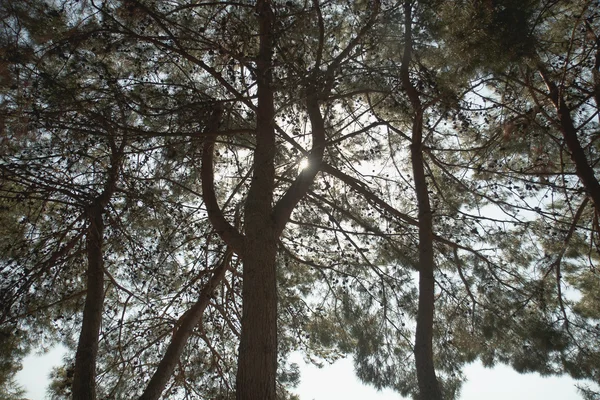 Górne gałęzie jodły — Zdjęcie stockowe
