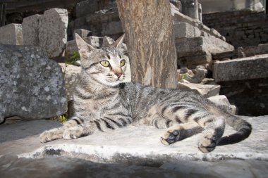 güzel yerli kedi kedi