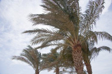 Afrika palmiye ağaçları aydınlık yaz gününde