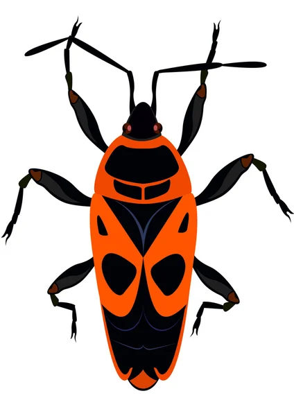 Beetle - The soldier — Stock Vector