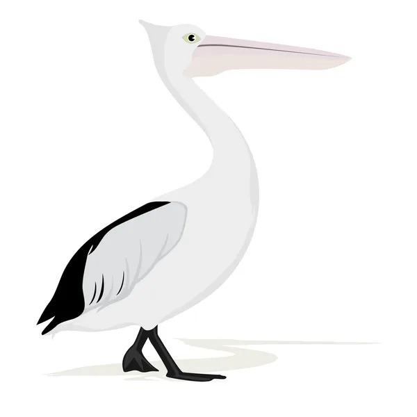 Pelikan — Stockvektor