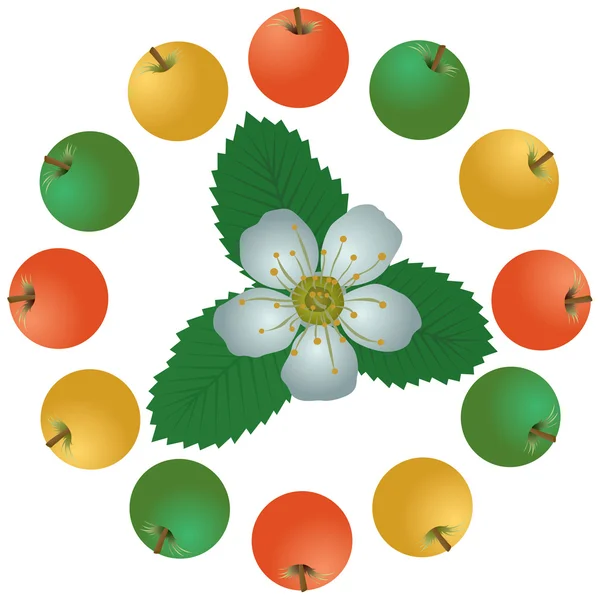 リンゴと花 — ストックベクタ