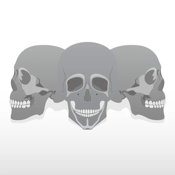 Skull. — Stock Vector