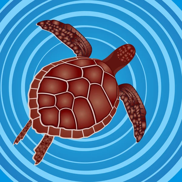Turtle in the water — Stock Vector
