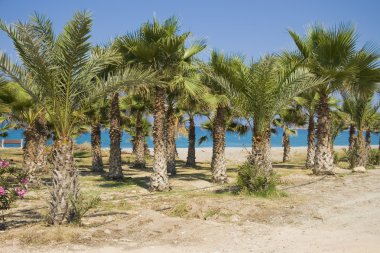 Palm grove on Cyprus clipart