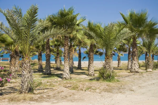 stock image Palm grove on Cyprus