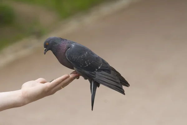 Dove sitting on the hand