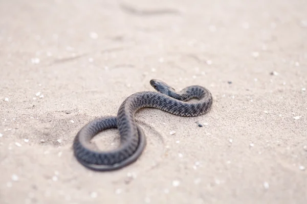 Serpiente marrón levantándose de la arena — Foto de Stock