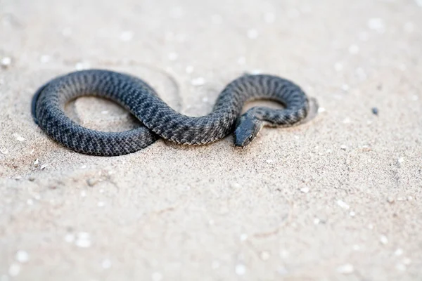 在沙滩上的黑蛇 — 图库照片