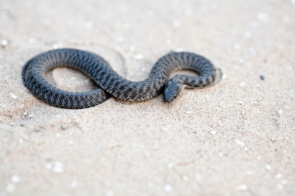 Black snake on sand