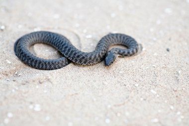 kum üzerinde kara yılan