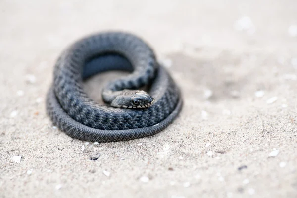 Un serpente arrabbiato arrotolato e pronto a colpire . — Foto Stock