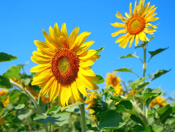 Schöne Blütensonnenblume — Stockfoto