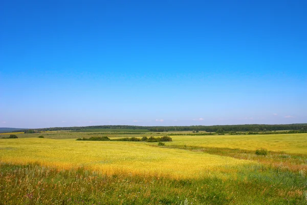 Beautiful village summer landscape — Stock Photo, Image