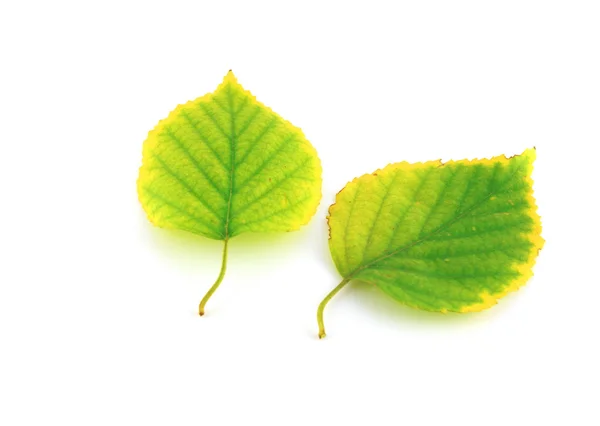 Due foglie di autunno di betulla — Foto Stock
