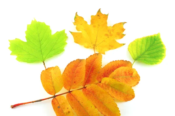 Color autumn leaves of birch, rowan and maple — Stock Photo, Image