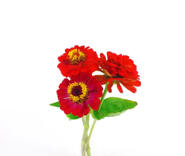 Цветущие красные цветы — стоковое фото