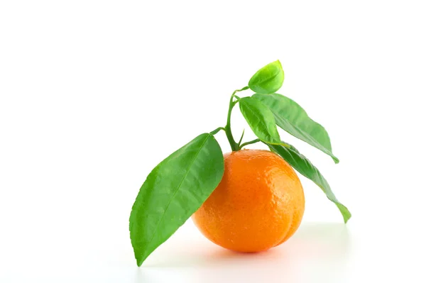 Mandarina fresca madura —  Fotos de Stock