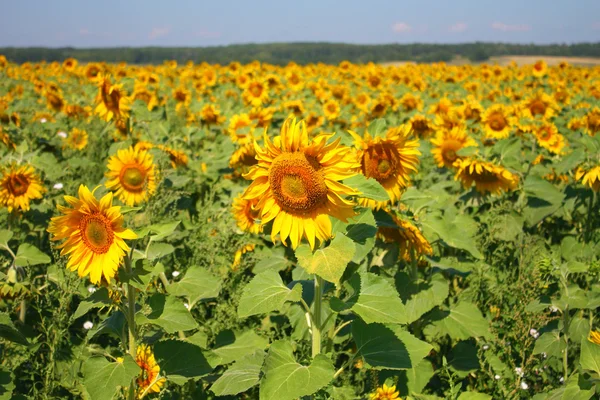 Beautiful sunflowers field — Stock Photo, Image