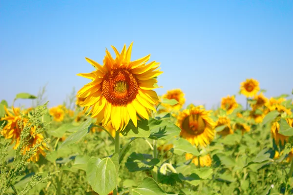 Blomma solros — Stockfoto