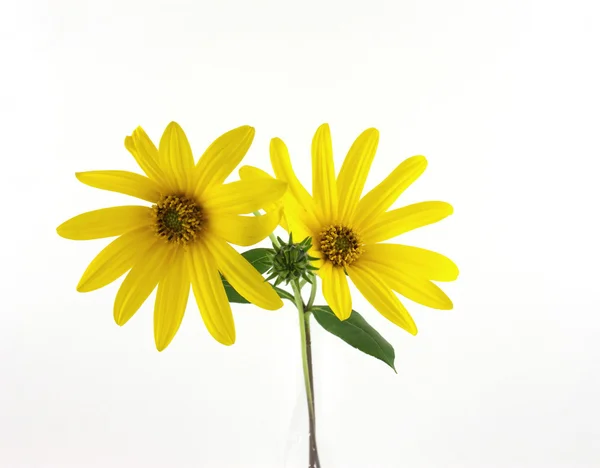 Izolované žluté květy — Stock fotografie