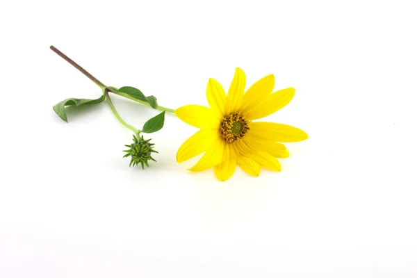 Желтый цветок над белым — стоковое фото
