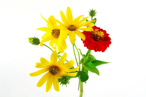 Flores de flor — Fotografia de Stock
