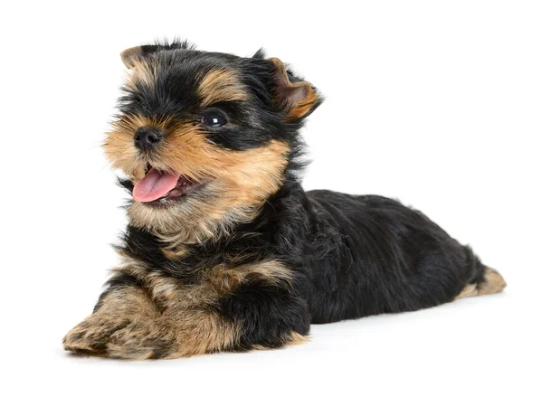 Yorkshire terrier Stock Picture