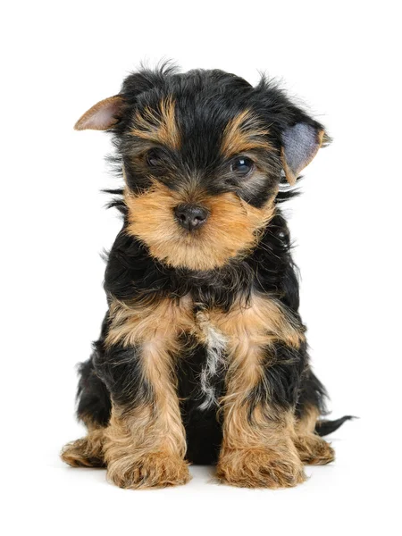 Yorkshire terrier Royalty Free Stock Photos