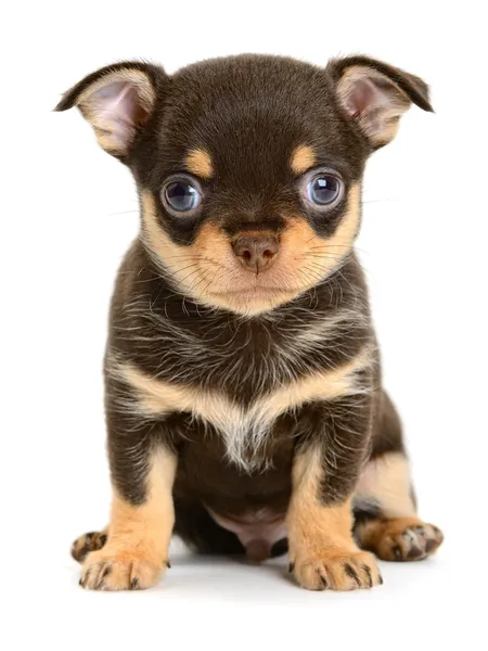 Toy terrier Stock Image