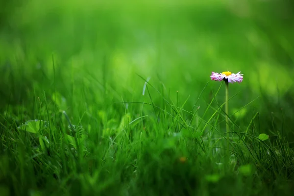 stock image Flowers at meadow