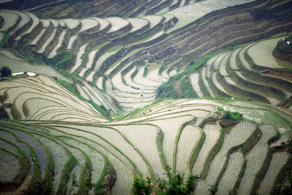 Рисовые террасы Longji, провинция Гуанси, Китай — стоковое фото