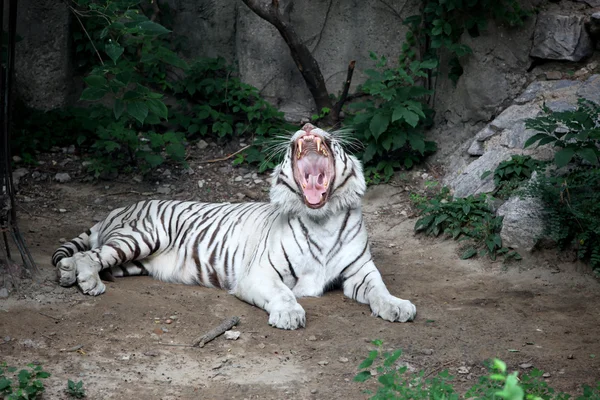 白老虎 — 图库照片
