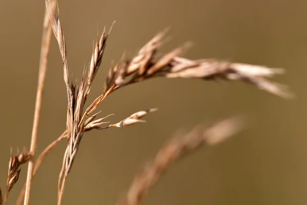 stock image Dry grass