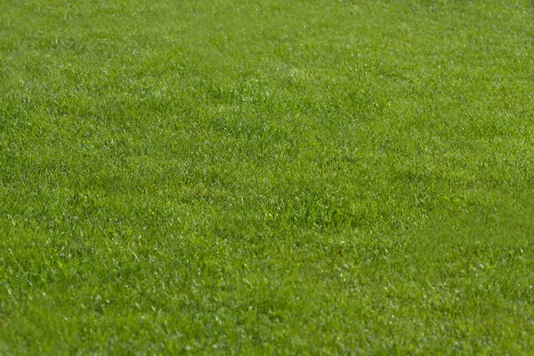 Фон травы — стоковое фото