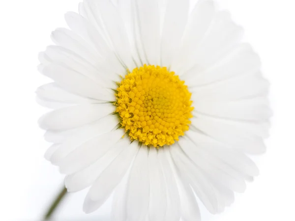 Singel daisy — Stock Photo, Image