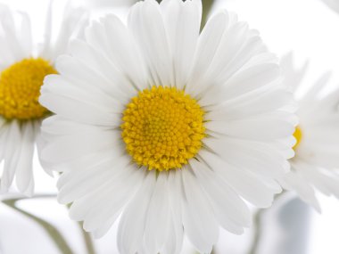 Daisys