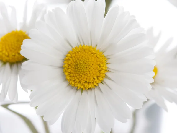 Daisys — Stock Photo, Image