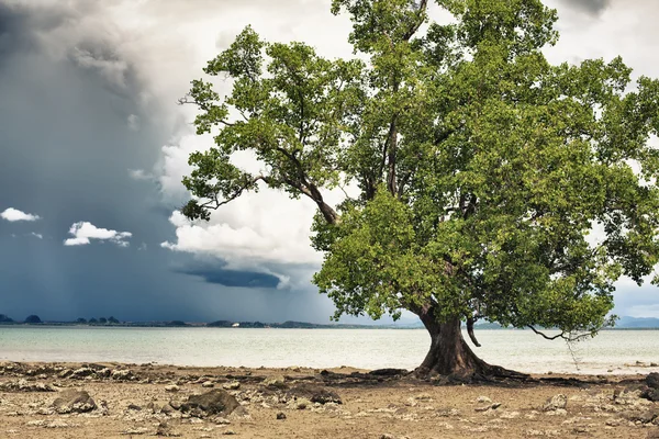 Дерево на берегу моря — стоковое фото
